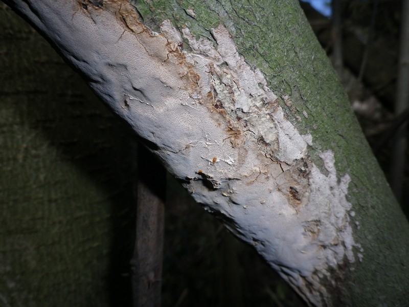 Polyporacea da identificare 2 (Phellinus punctatus)